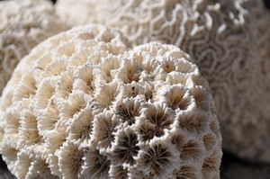 01 coral 1169661 1920