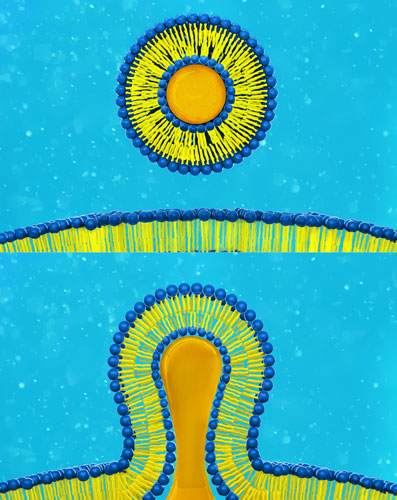Liposom3